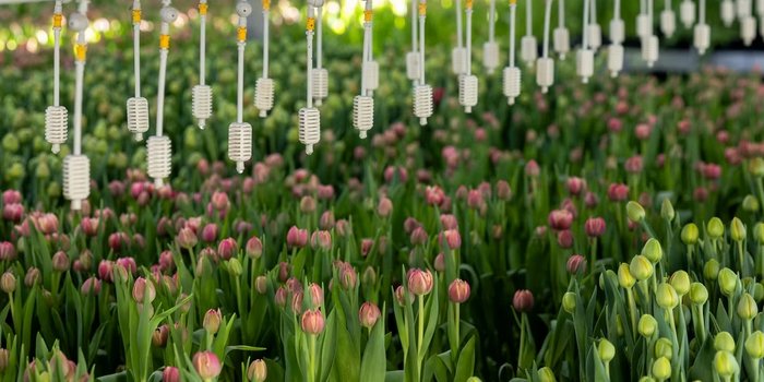 tulips_700x350